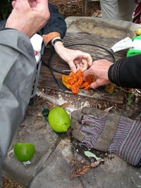 Tasting the fruits of Arnold's fruit tree collection