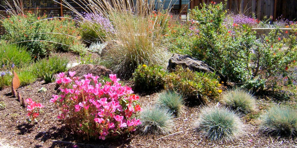 California native landscaping