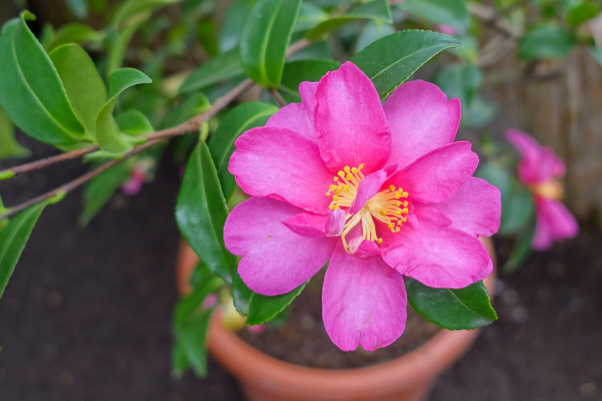 48th Annual Camellia Show and Sale - Malibu Garden Club