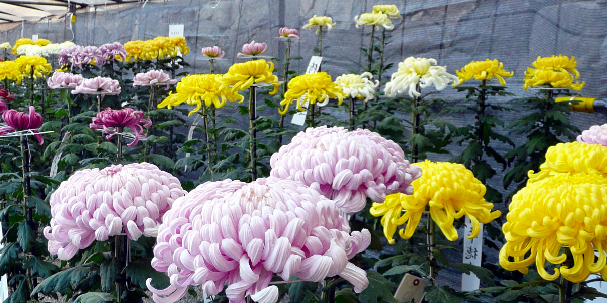 Chrysanthemum Society Show at Descanso Gardens