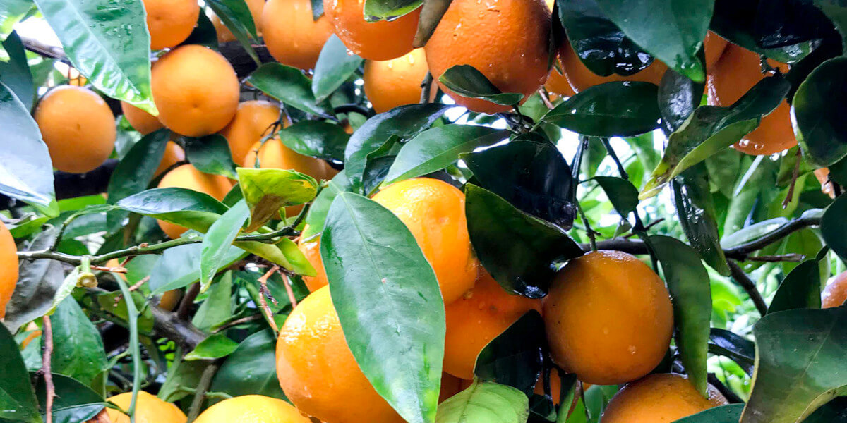 Orange tree with oranges