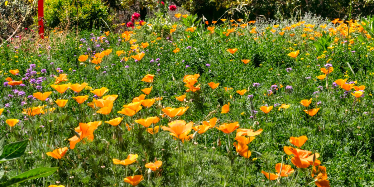 Flowering meadow at Crescent Farm