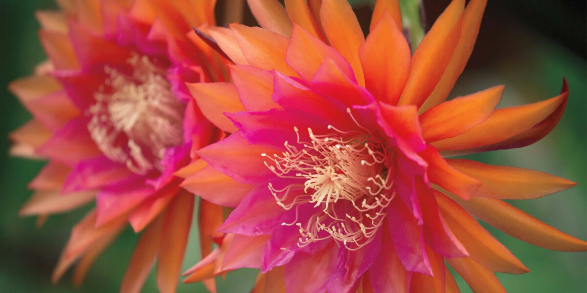 Orange & Pink Epiphyllum blooms