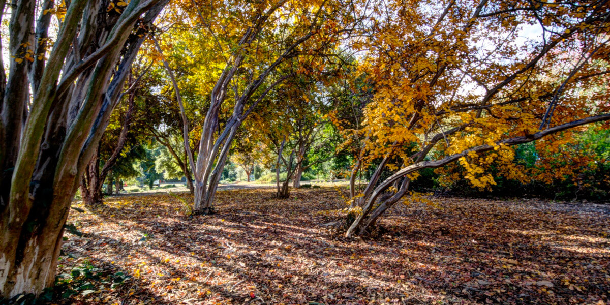 Fall Color walking tour