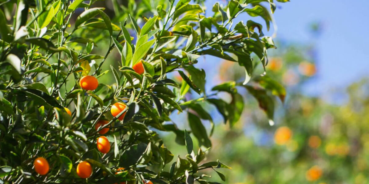 Fruit trees