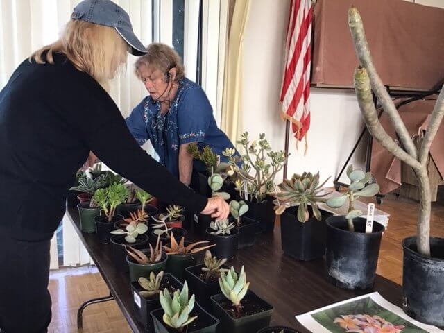 Yvonne arranging some plants