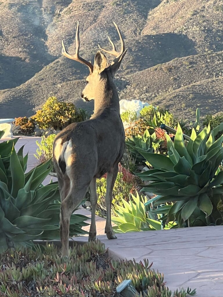 A male deer facing towards the sun, away from the photographer