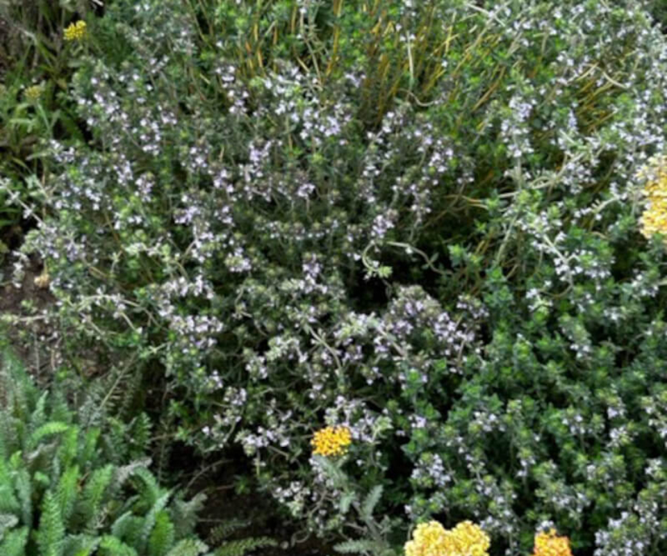 Flowering plants at the Getty Villa