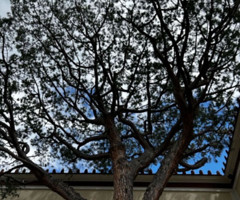 A tree with trunk and branches against the sky at the Getty Villa