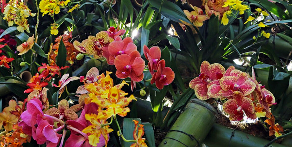 International Orchid Show and Sale