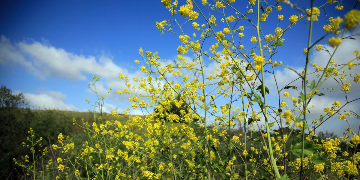 Santa Monica vegetation