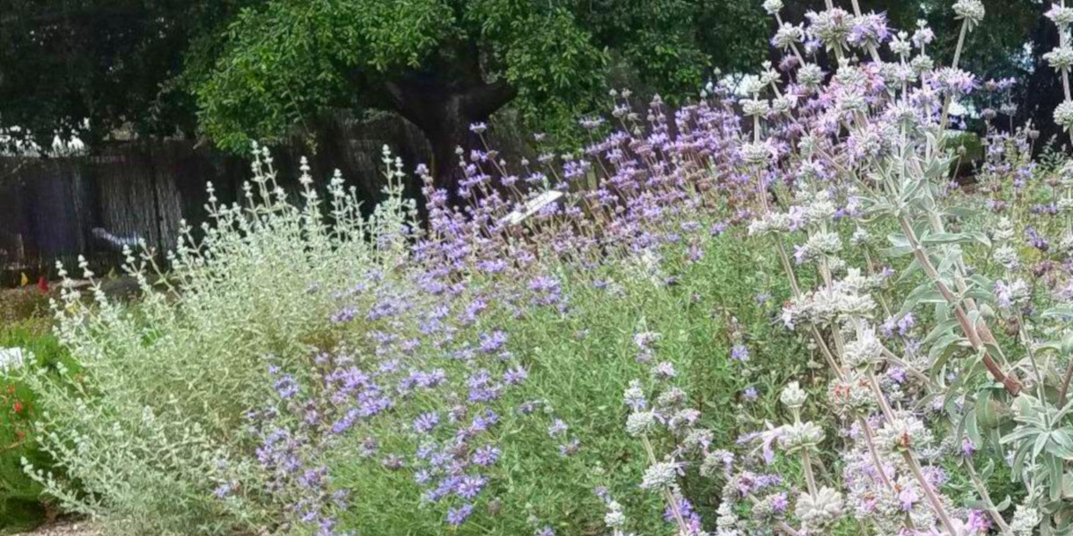 Four Seasons of Color with California Natives