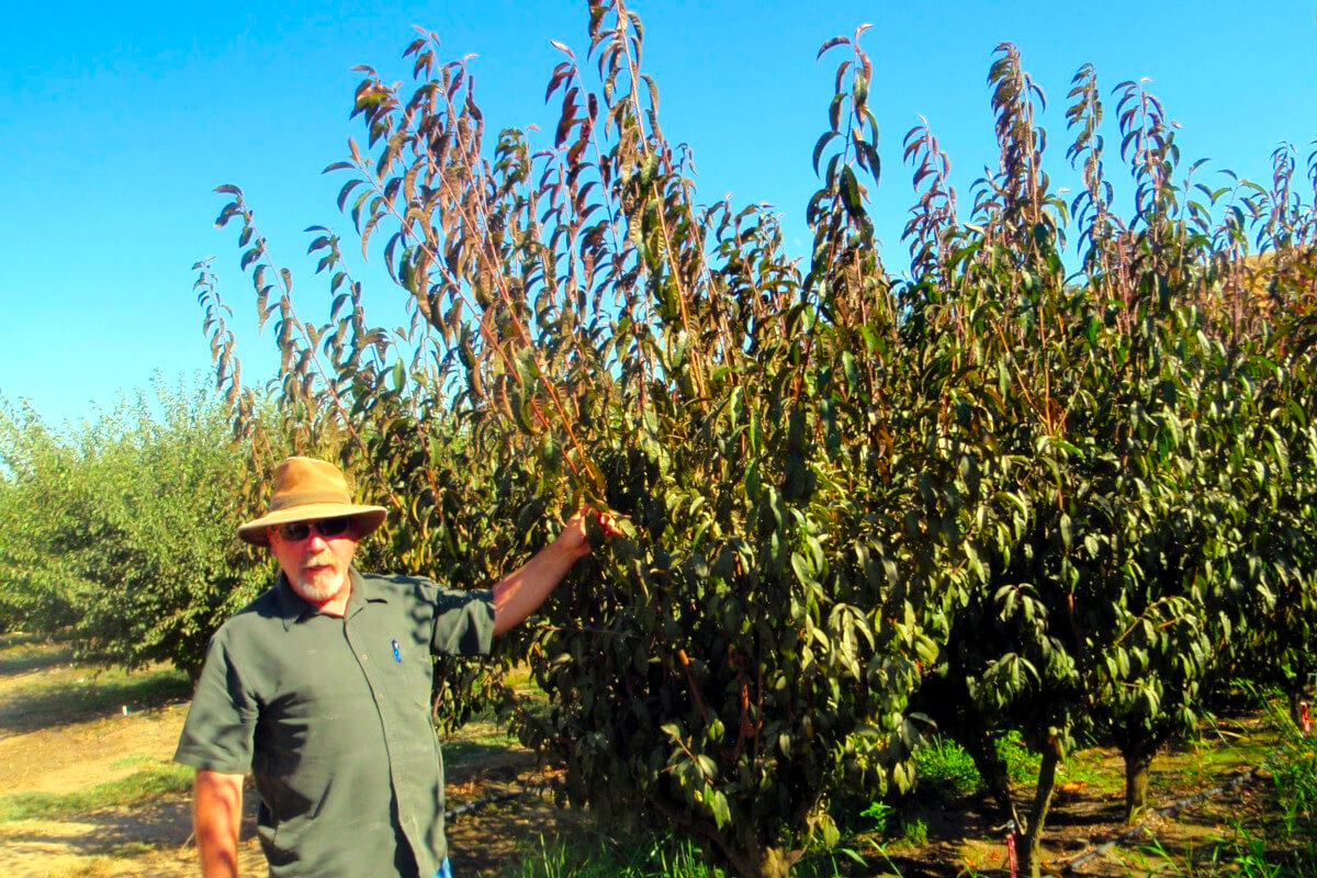 Fruit Trees with Tom Spellman