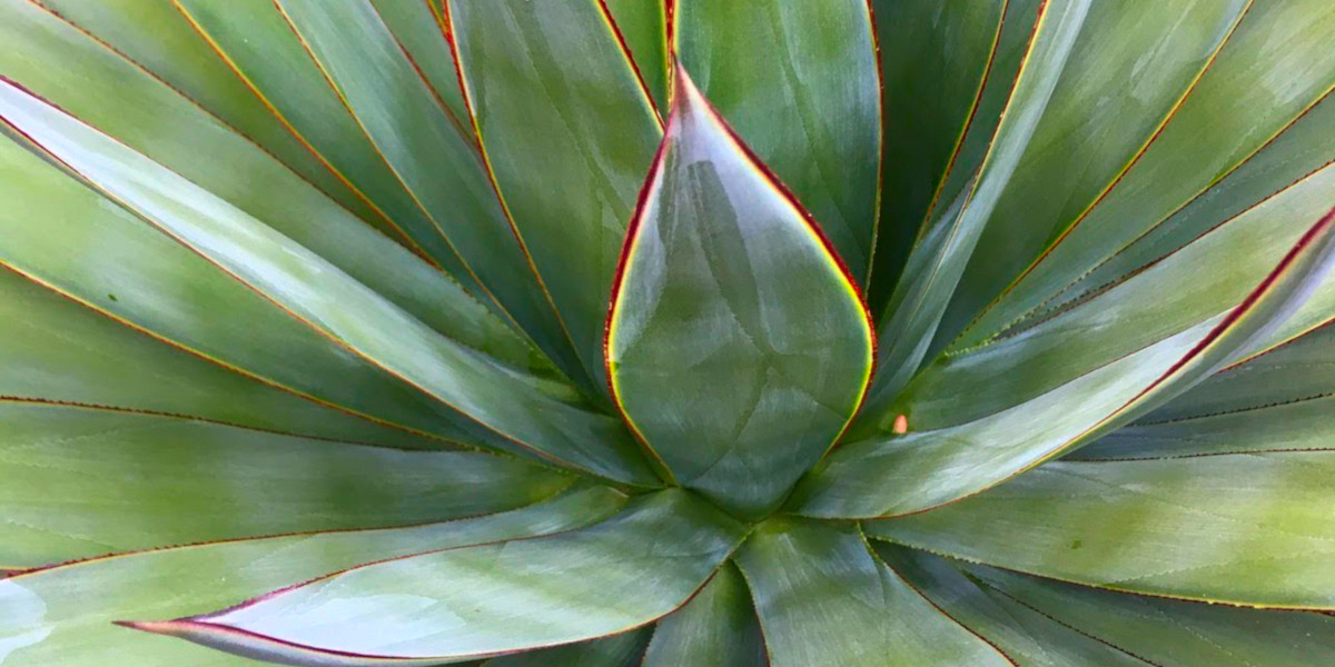 Aloe