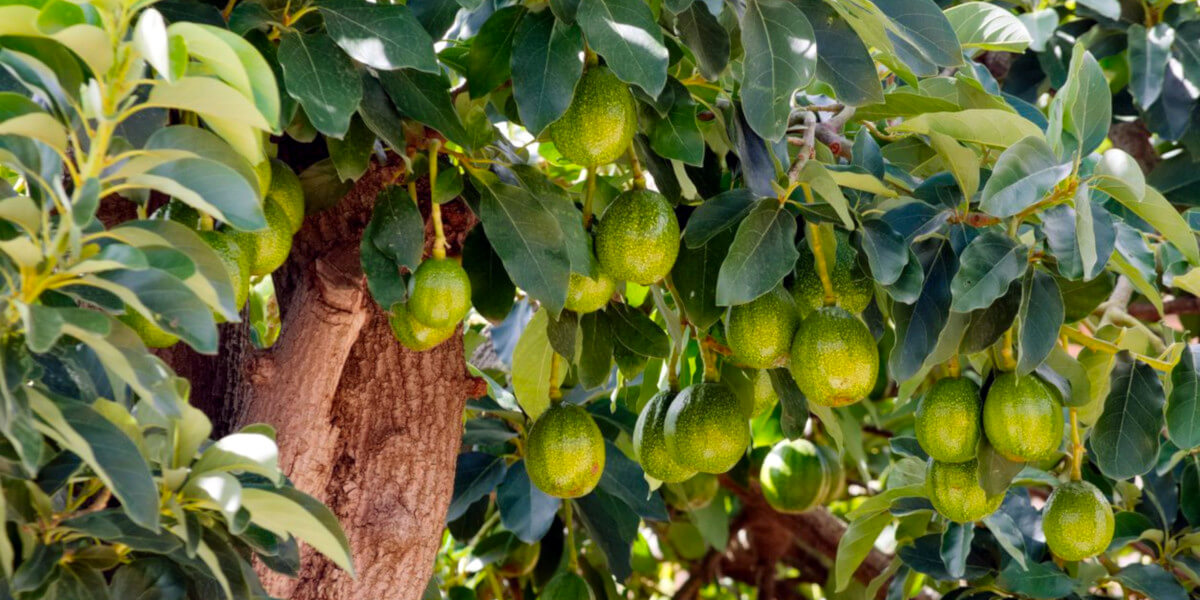 Avocado Tree with hanging avocados