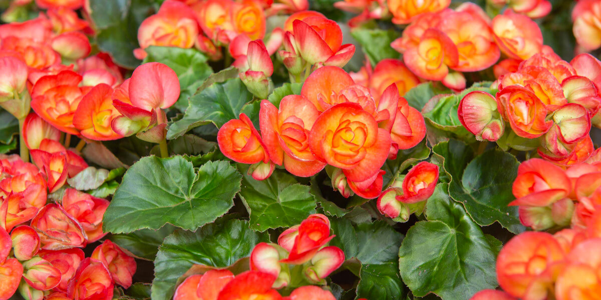 Begonia Show & Sale