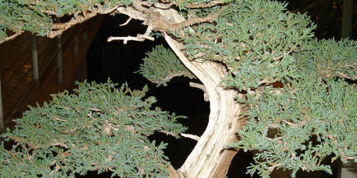 Sho Chiku Bai Bonsai Show