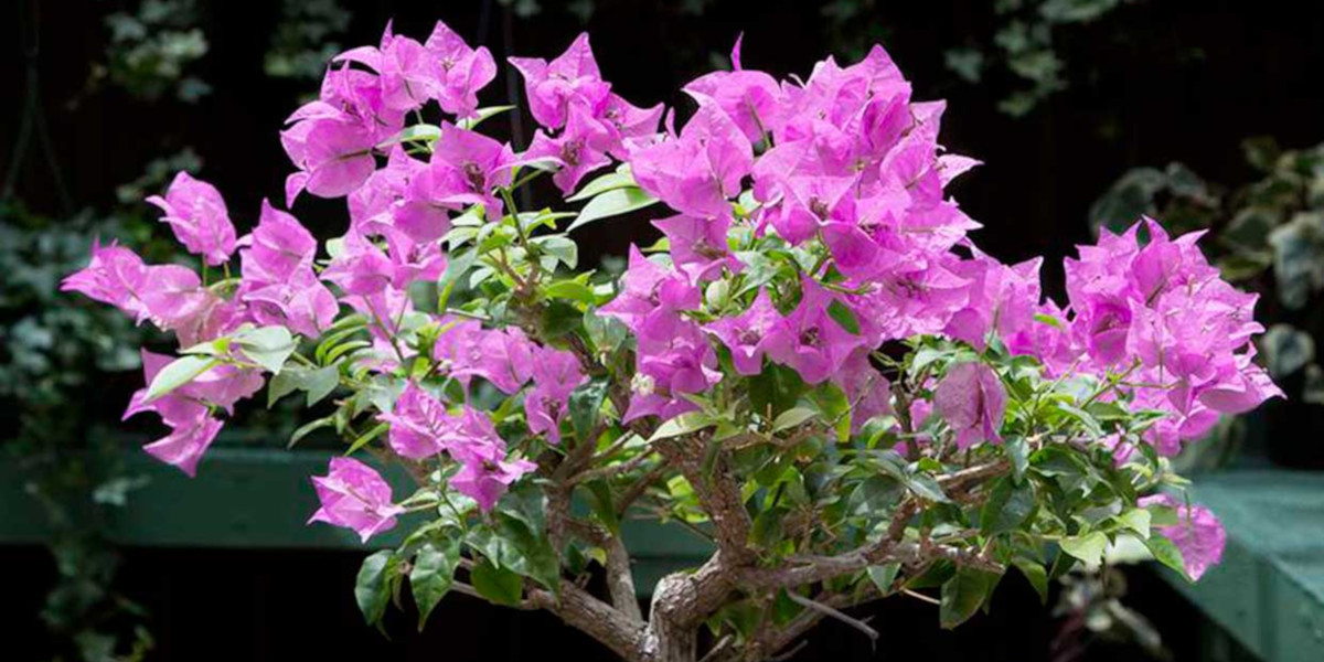 63rd Annual Bonsai Show