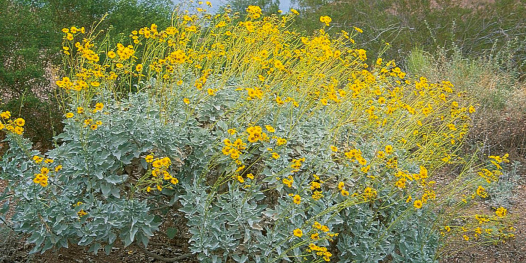 Why Plant Native Plants - Malibu Garden Club