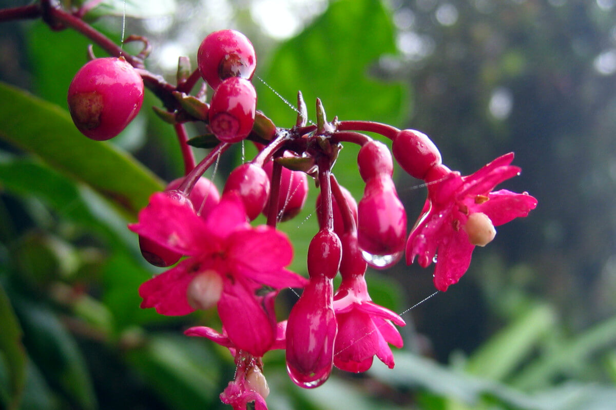 Fuchsia Pruning and Propagation Demonstration