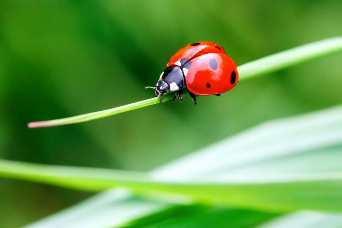 Lady Bug