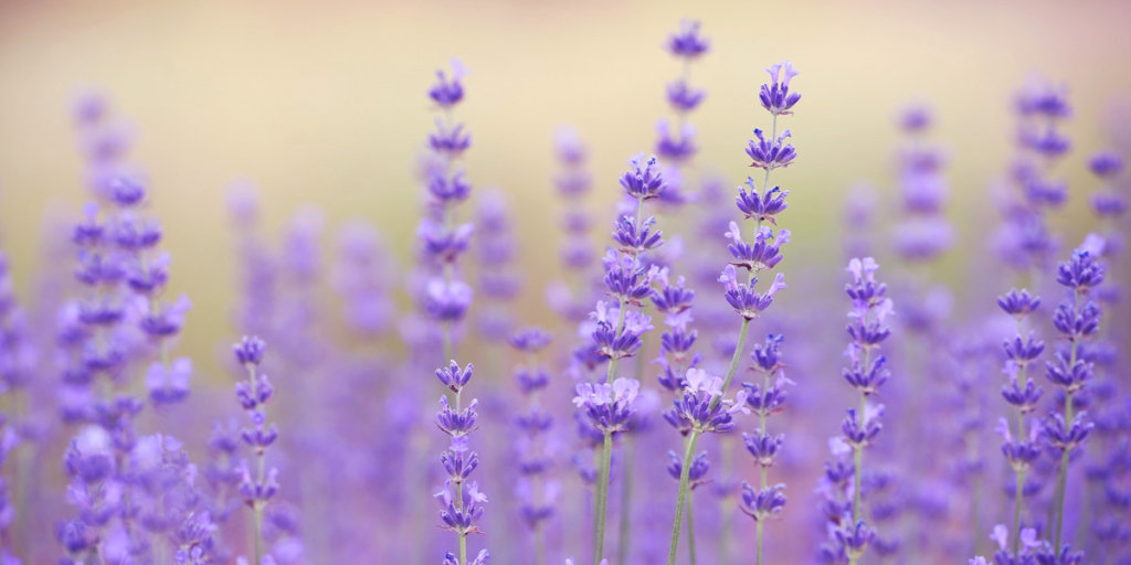 15th Annual Cherry Valley Lavender Festival Malibu Garden Club