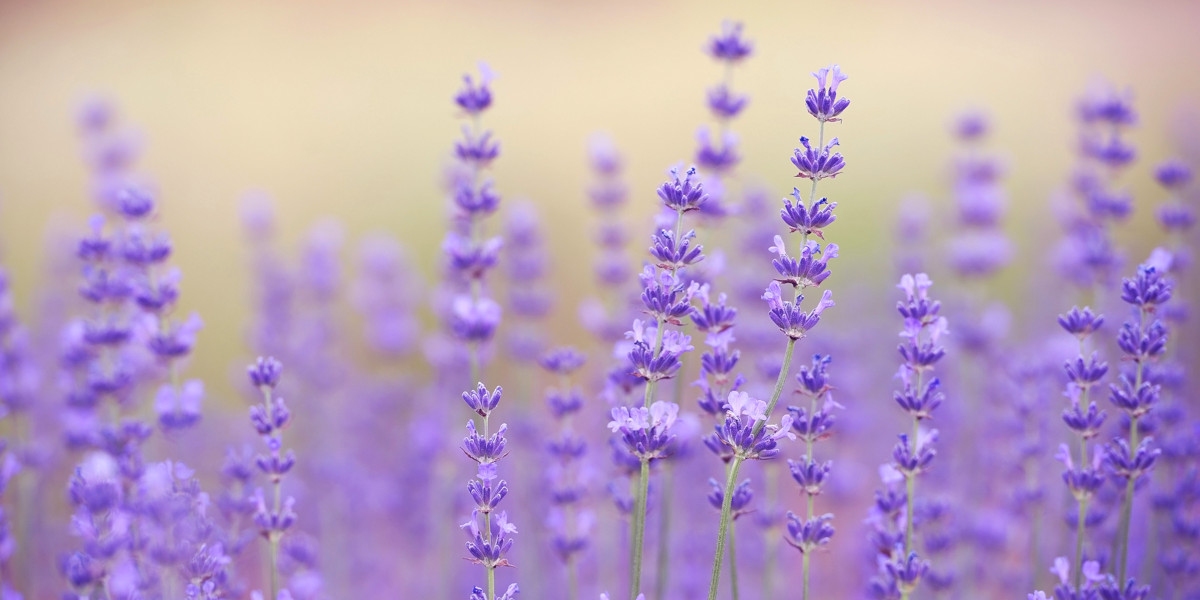 15th Annual Cherry Valley Lavender Festival