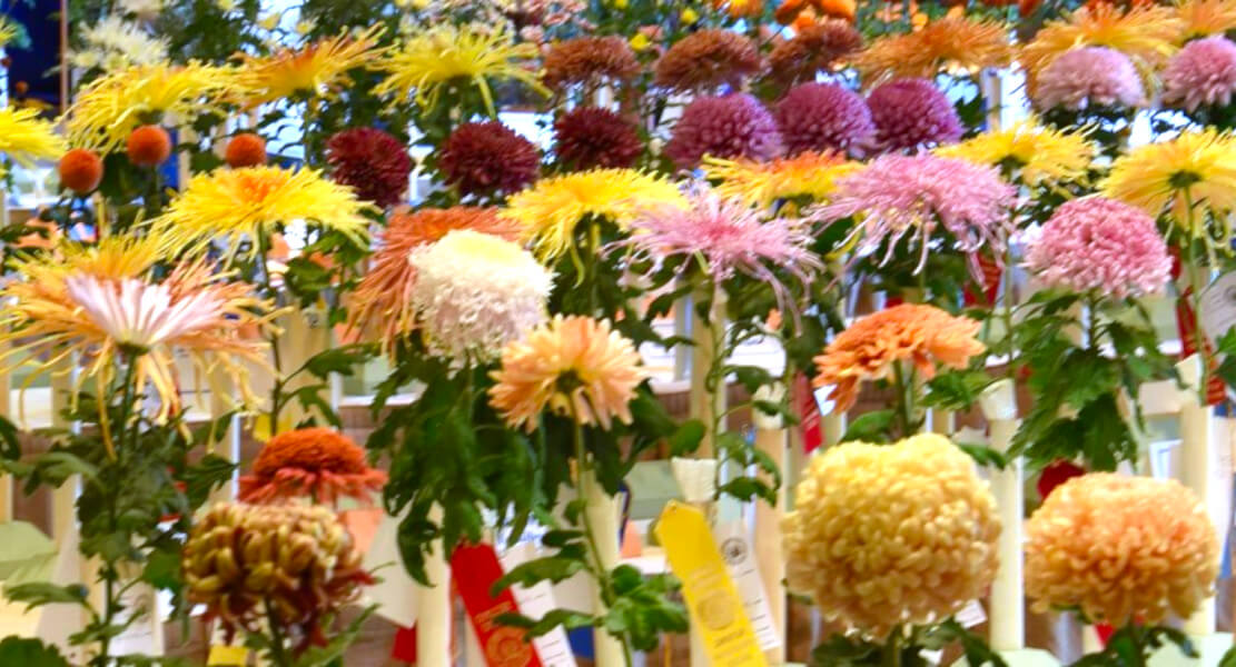 Chrysanthemum flower show