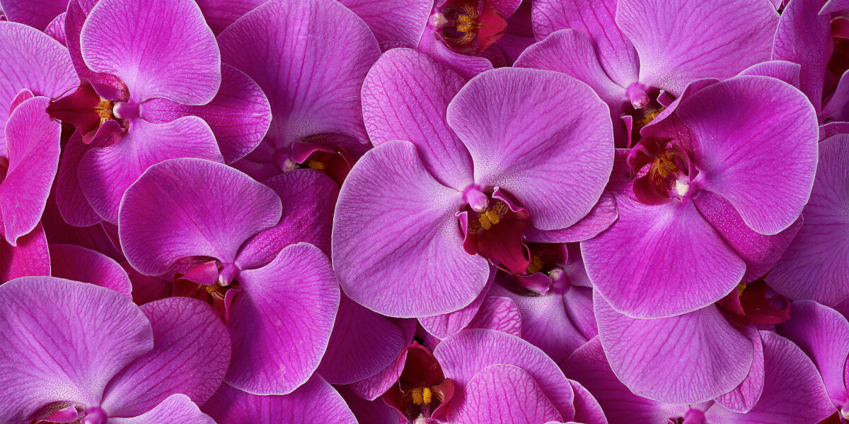 Pink Orchids