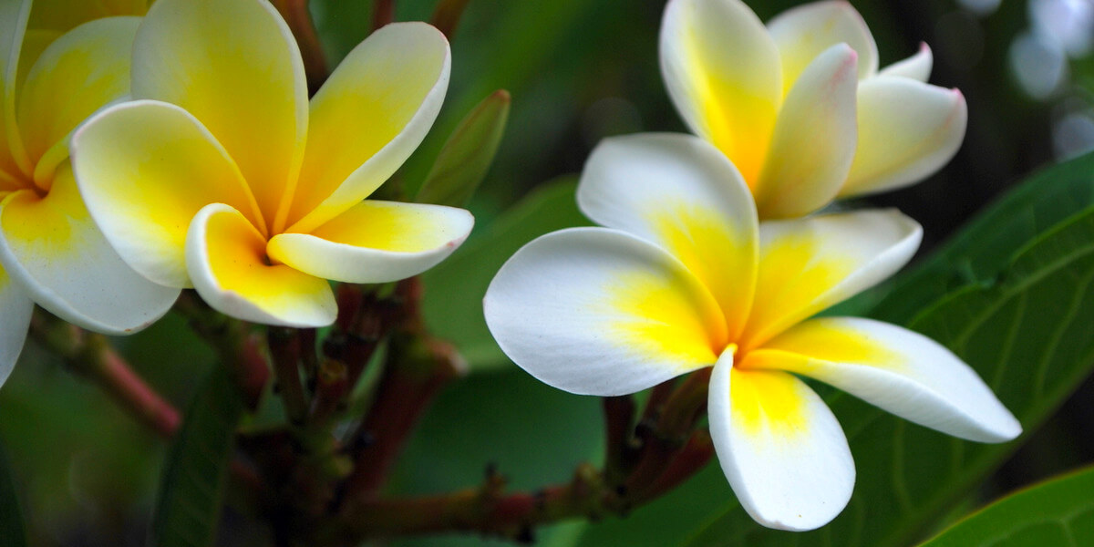 Yellow Plumerias