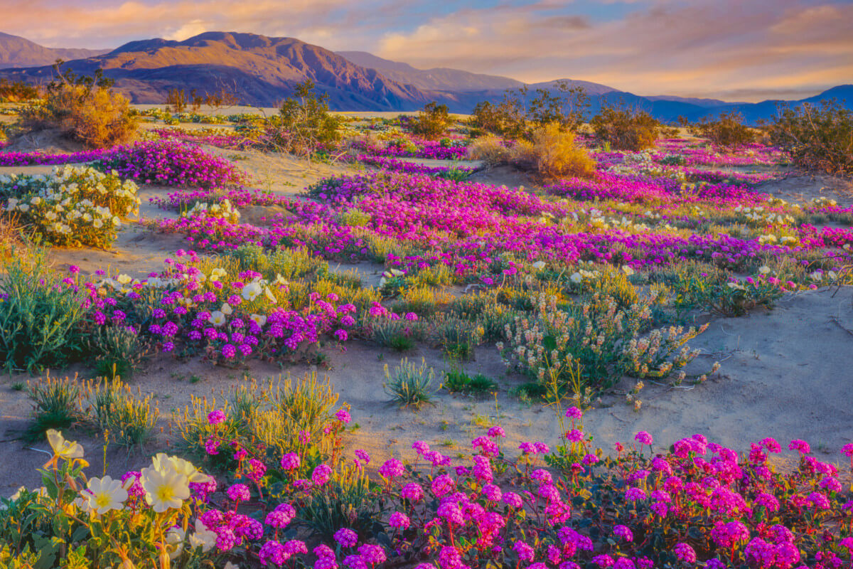 Wildflower Super Blooms of 2017 & 2019 with Yvonne Savio